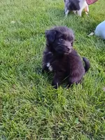 Allie, a female Miniature Aussiedoodle for sale in Boyceville, WI – 2 of 5