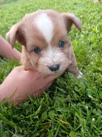Bubba, a male Miniature Aussiedoodle for sale in Boyceville, WI – 6 of 6