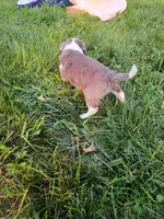 Maggie, a female Miniature Aussiedoodle for sale in Boyceville, WI – 4 of 4