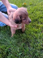 Penny, a female Miniature Aussiedoodle for sale in Boyceville, WI – 2 of 4