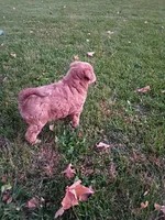 Mocha, a female Miniature Aussiedoodle for sale in Boyceville, WI – 6 of 6