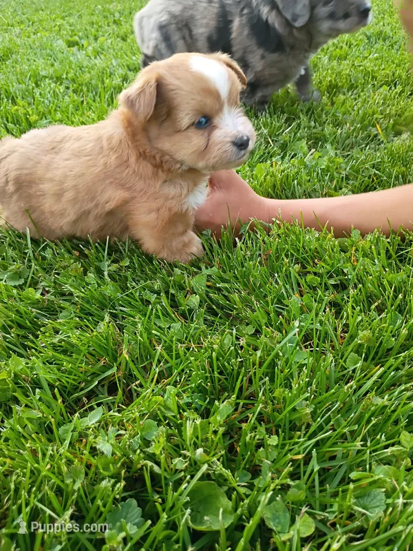 Bubba – Miniature Aussiedoodle puppy for sale in Boyceville, WI