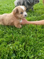 Bubba, a male Miniature Aussiedoodle for sale in Boyceville, WI – 3 of 6