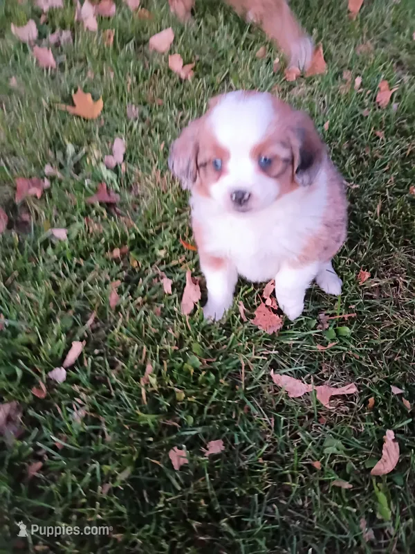 Twinkle – Miniature Aussiedoodle puppy for sale in Boyceville, WI
