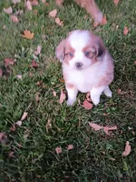 Twinkle, a female Miniature Aussiedoodle for sale in Boyceville, WI – 1 of 5