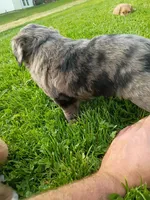 Scuba, a male Miniature Aussiedoodle for sale in Boyceville, WI – 2 of 6
