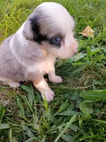 Misty, a female Miniature Aussiedoodle for sale in Boyceville, WI – 3 of 6