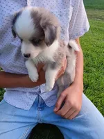 Misty, a female Miniature Aussiedoodle for sale in Boyceville, WI – 3 of 4