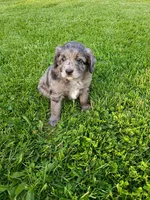 Scuba, a male Miniature Aussiedoodle for sale in Boyceville, WI – 1 of 6