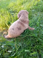 Spike, a male Miniature Aussiedoodle for sale in Boyceville, WI – 3 of 4