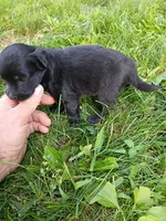 Allie, a female Miniature Aussiedoodle for sale in Boyceville, WI – 4 of 4