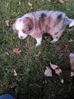 Twinkle, a female Miniature Aussiedoodle for sale in Boyceville, WI – 5 of 5