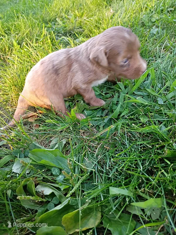 Spike – Miniature Aussiedoodle puppy for sale in Boyceville, WI