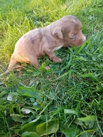 Spike, a male Miniature Aussiedoodle for sale in Boyceville, WI – 1 of 4