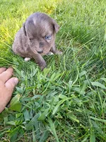 Tootsie, a female Miniature Aussiedoodle for sale in Boyceville, WI – 3 of 4
