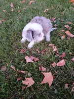 Cooper, a male Miniature Aussiedoodle for sale in Boyceville, WI – 2 of 5