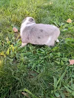 Misty, a female Miniature Aussiedoodle for sale in Boyceville, WI – 4 of 6