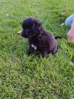 Allie, a female Miniature Aussiedoodle for sale in Boyceville, WI – 3 of 5