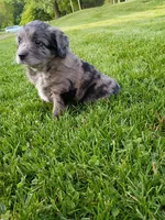 Scuba, a male Miniature Aussiedoodle for sale in Boyceville, WI – 4 of 6