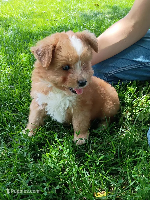 Bubba – Miniature Aussiedoodle puppy for sale in Boyceville, WI