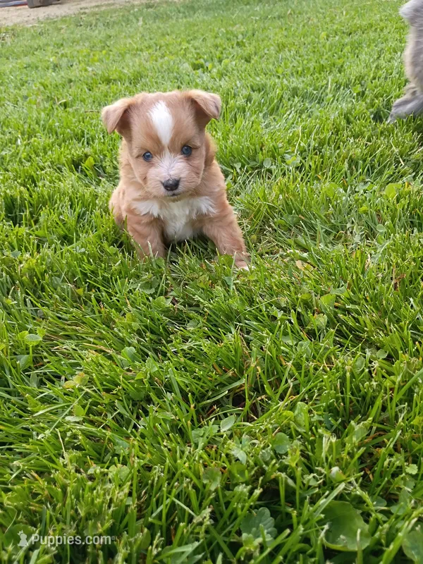 Bubba – Miniature Aussiedoodle puppy for sale in Boyceville, WI