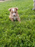 Bubba, a male Miniature Aussiedoodle for sale in Boyceville, WI – 1 of 6