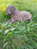 Tootsie, a female Miniature Aussiedoodle for sale in Boyceville, WI – 2 of 4