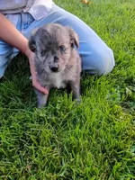 Tootsie, a female Miniature Aussiedoodle for sale in Boyceville, WI – 2 of 4