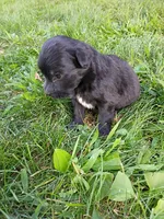 Allie, a female Miniature Aussiedoodle for sale in Boyceville, WI – 2 of 4