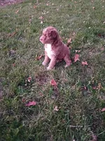 Mocha, a female Miniature Aussiedoodle for sale in Boyceville, WI – 2 of 6