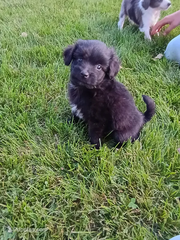 Allie – Miniature Aussiedoodle puppy for sale in Boyceville, WI