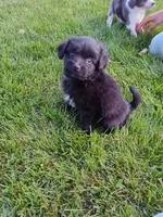 Allie, a female Miniature Aussiedoodle for sale in Boyceville, WI – 1 of 5
