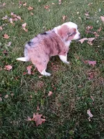 Twinkle, a female Miniature Aussiedoodle for sale in Boyceville, WI – 4 of 5