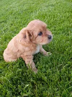 Jack, a male Miniature Aussiedoodle for sale in Boyceville, WI – 2 of 4