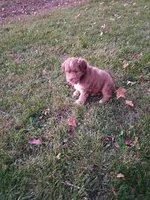 Mocha, a female Miniature Aussiedoodle for sale in Boyceville, WI – 3 of 6