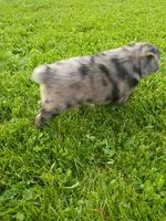 Scuba, a male Miniature Aussiedoodle for sale in Boyceville, WI – 6 of 6