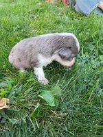 Pal, a male Miniature Aussiedoodle for sale in Boyceville, WI – 5 of 5