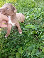 Spike, a male Miniature Aussiedoodle for sale in Boyceville, WI – 4 of 4