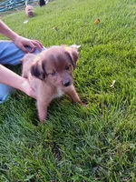 Penny, a female Miniature Aussiedoodle for sale in Boyceville, WI – 3 of 4