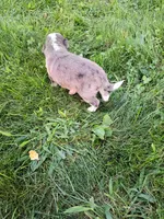 Pal, a male Miniature Aussiedoodle for sale in Boyceville, WI – 3 of 5