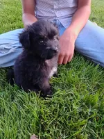 Allie, a female Miniature Aussiedoodle for sale in Boyceville, WI – 5 of 5
