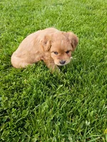 Jack, a male Miniature Aussiedoodle for sale in Boyceville, WI – 3 of 4