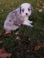 Cooper, a male Miniature Aussiedoodle for sale in Boyceville, WI – 3 of 5