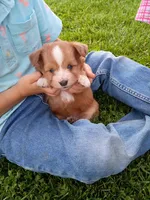 Bubba, a male Miniature Aussiedoodle for sale in Boyceville, WI – 4 of 6