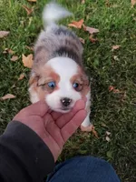 Twinkle, a female Miniature Aussiedoodle for sale in Boyceville, WI – 2 of 5