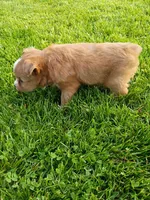 Bubba, a male Miniature Aussiedoodle for sale in Boyceville, WI – 5 of 6