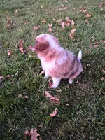 Twinkle, a female Miniature Aussiedoodle for sale in Boyceville, WI – 3 of 5