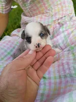 Misty, a female Miniature Aussiedoodle for sale in Boyceville, WI – 6 of 6