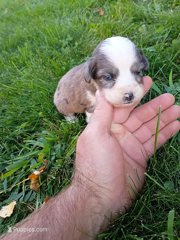 Pal – Miniature Aussiedoodle puppy for sale in Boyceville, WI