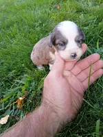 Pal, a male Miniature Aussiedoodle for sale in Boyceville, WI – 1 of 5